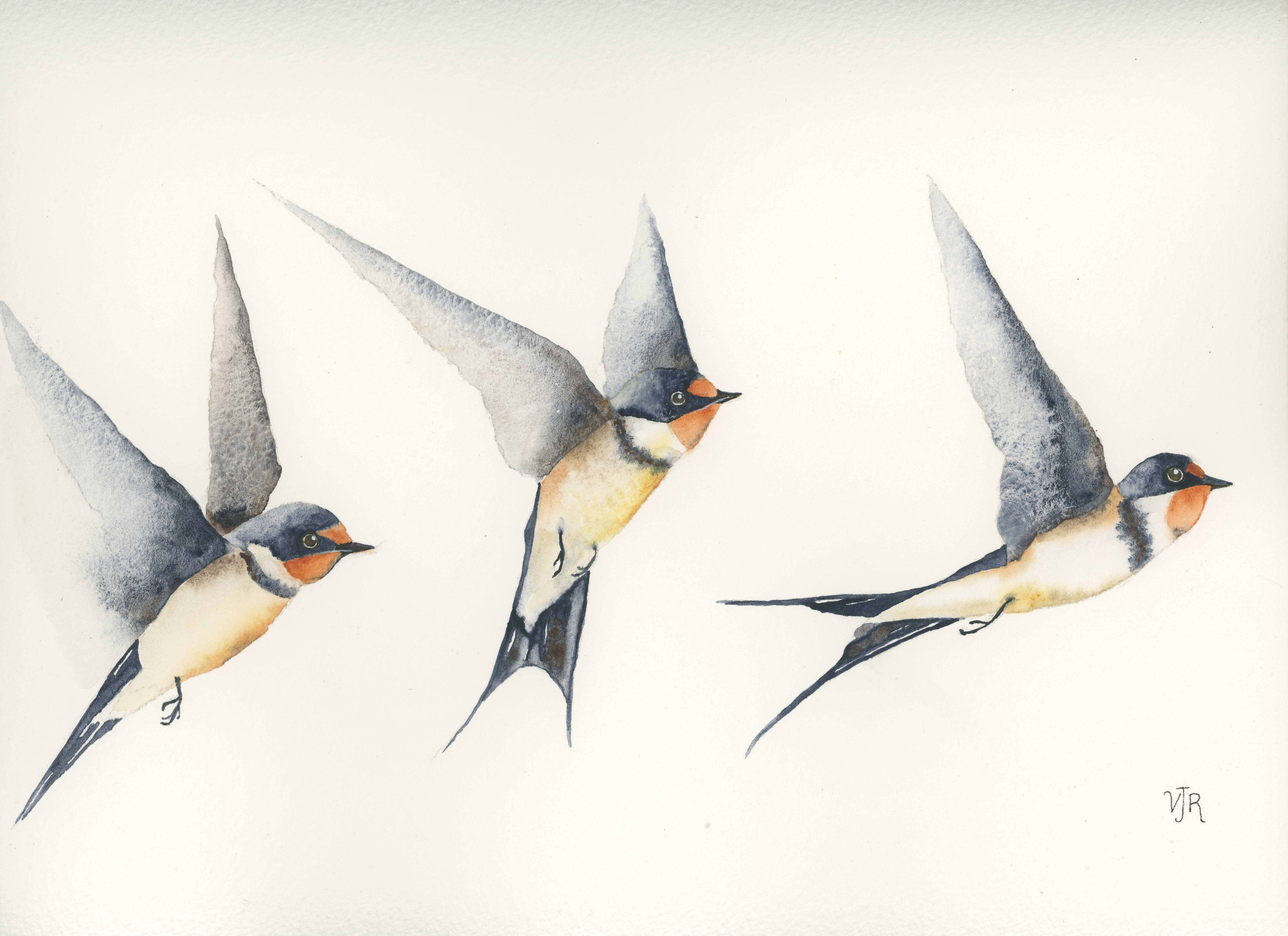 Watercolour painting of barn swallows