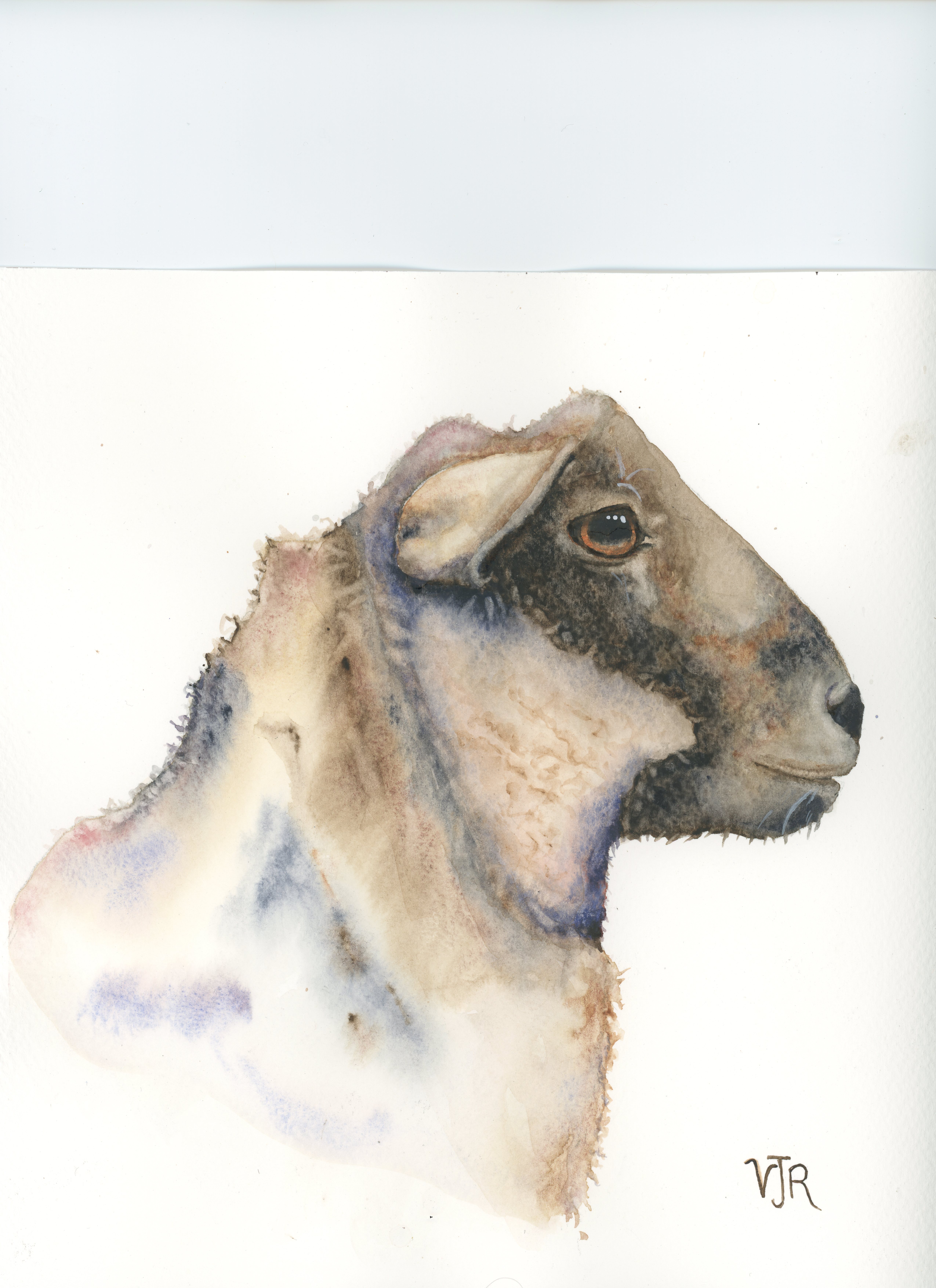 Watercolour painting of sheep