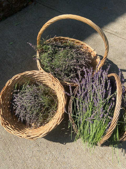Photo of lavender in baskets