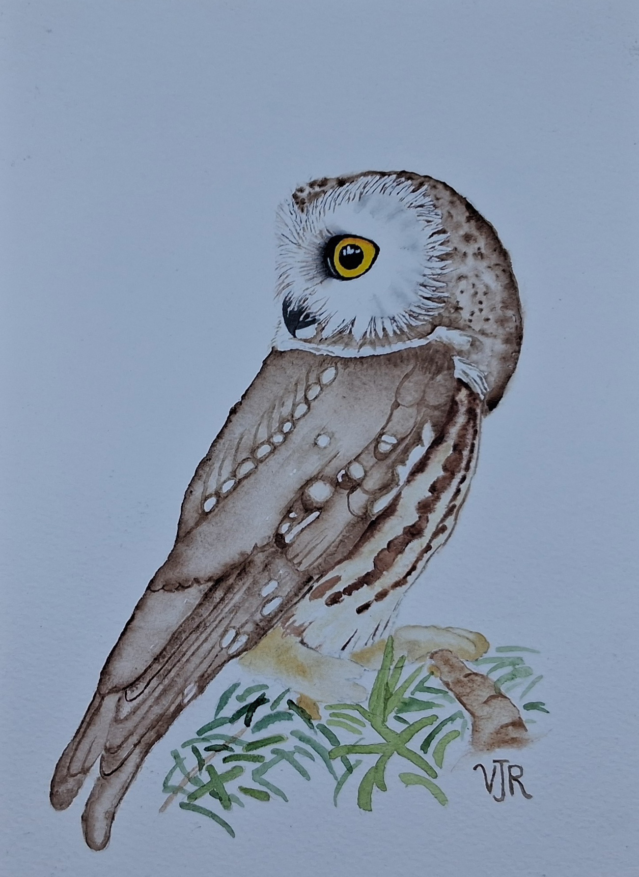 Watercolour painting of owl