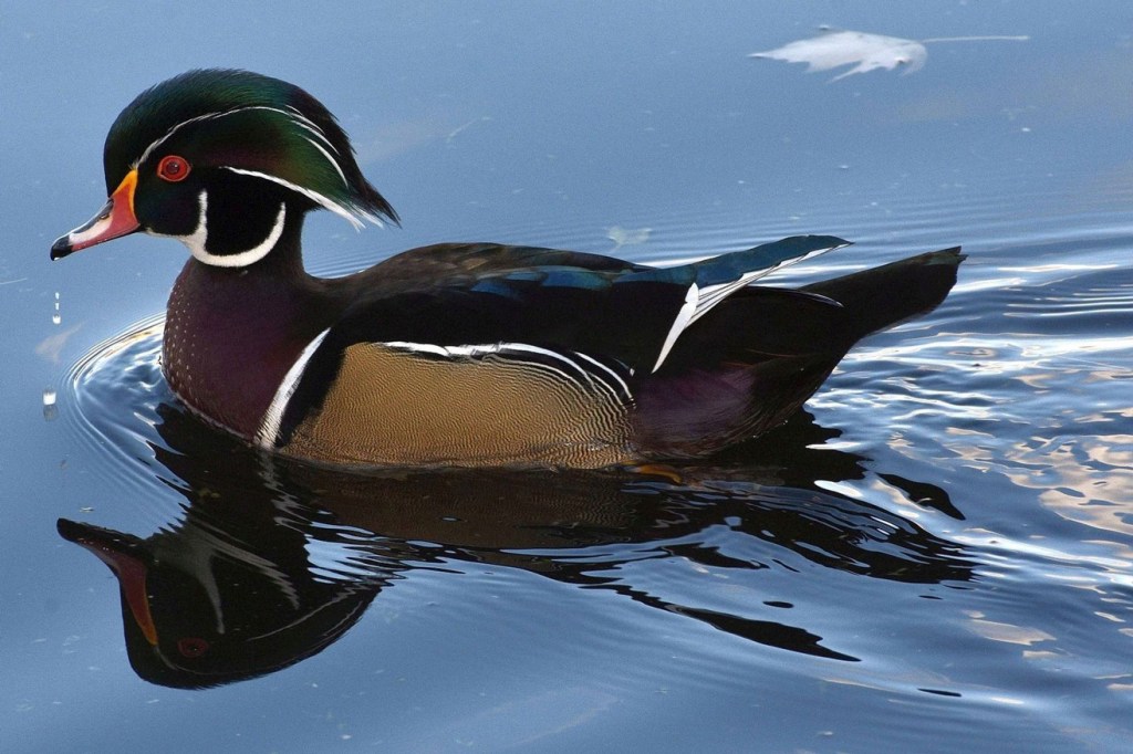 photo of wood duck floating on blue water